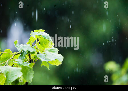 Estate piovosa Acquazzone esterno Foto Stock