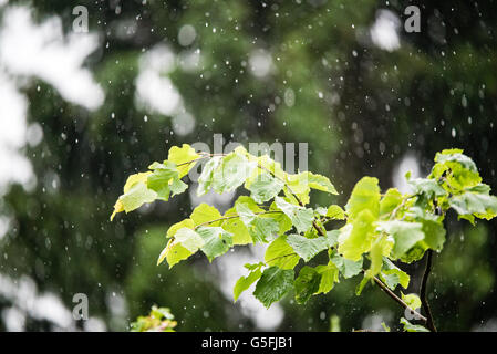 Estate piovosa Acquazzone esterno Foto Stock