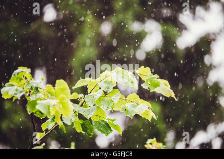 Estate piovosa Acquazzone esterno Foto Stock