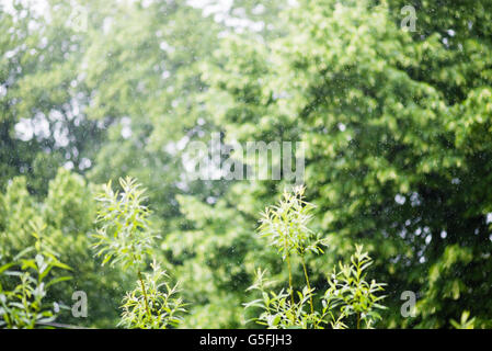 Estate piovosa Acquazzone esterno Foto Stock