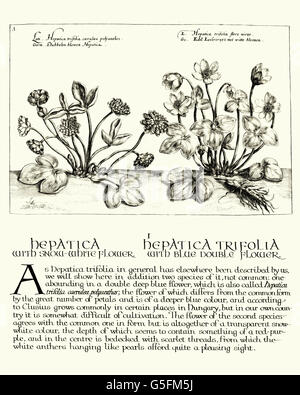 Vintage incisione di Hepatica, un genere di piante erbacee perenni nella famiglia di ranuncolo, Hortus floridus, Crispin de Pass, Foto Stock