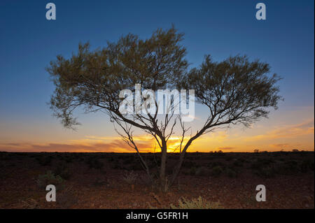 Un lone tree si stagliano da sole di setting nell'outback australiano. Foto Stock