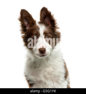 Border Collie davanti a uno sfondo bianco Foto Stock