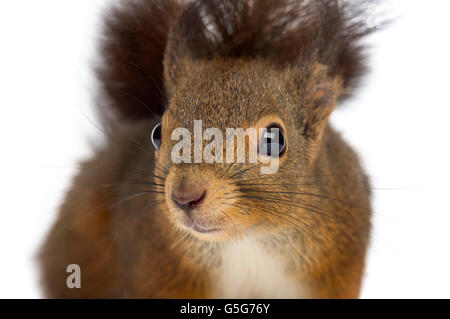 Close-up di uno scoiattolo rosso davanti a uno sfondo bianco Foto Stock