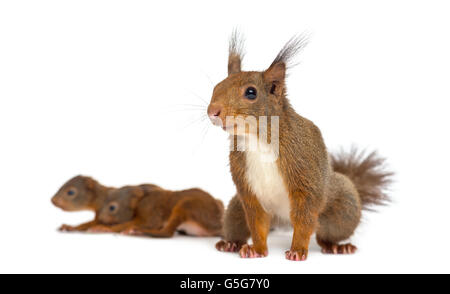 Madre scoiattolo rosso e i bambini di fronte a uno sfondo bianco Foto Stock