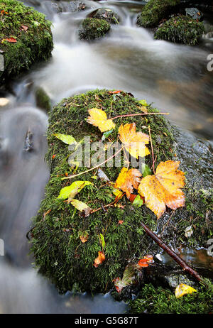 Autunno Meteo 2012 - Glenarm River - County Antrim, Irlanda del Nord Foto Stock