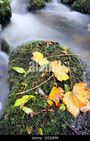 Le foglie autunnali sono viste nel fiume Glenarm in Co Antrim, mentre il tempo autunnale continua. Foto Stock