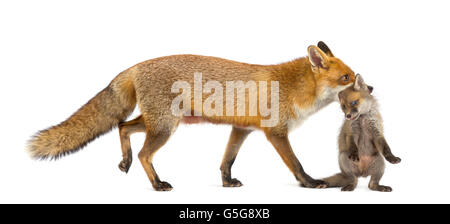 Madre fox portando la sua cub (7 settimane di età) davanti a uno sfondo bianco Foto Stock