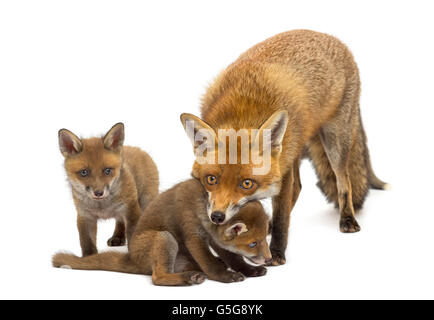 Madre fox con i suoi cuccioli (7 settimane di età) davanti a uno sfondo bianco Foto Stock