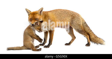 Madre fox portando la sua cub (7 settimane di età) davanti a uno sfondo bianco Foto Stock