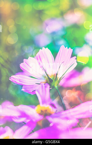 Primo piano di un bel colore rosa cosmo fioriture dei fiori nel giardino al giorno tempo sulla natura sfocata sfondo.leggera profondità di campo Foto Stock