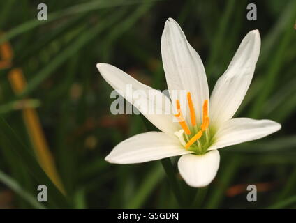 Bianco giglio di pioggia, zephyranthes Foto Stock