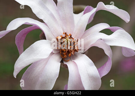 Leonard Messel loebner magnolia fiore Foto Stock