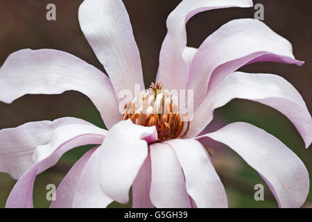 Leonard Messel loebner magnolia fiore Foto Stock