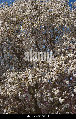 Ama la memoria della magnolia Foto Stock