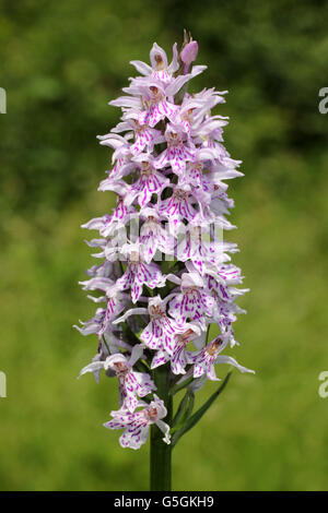 Avvistato comune-orchidea Dactylorhiza fuchsii Foto Stock