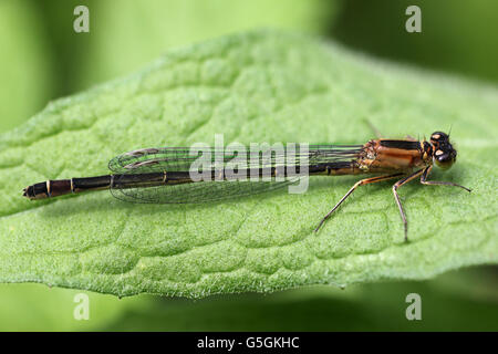 Blu-tailed Damselfly Ischnura elegans rufescens femmina - forma obsoleta Foto Stock