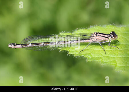 Comune Damselfly blu Enallagma cyathigerum femmina Foto Stock