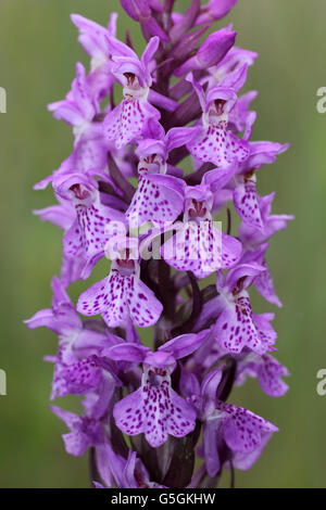 Southern Marsh-orchidea Dactylorhiza Praetermissa Foto Stock
