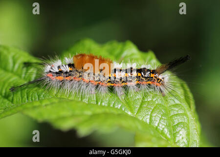 Caterpillar di Rusty Tussock Moth a.k.a. Vaporer Orgyia antiqua Foto Stock