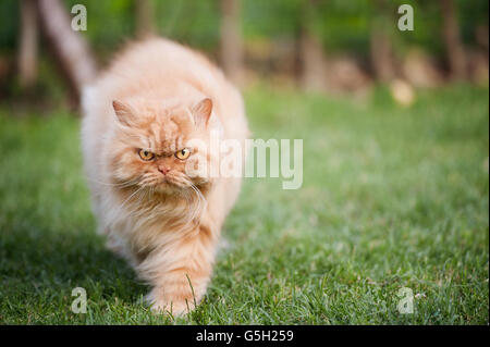 Arrabbiato gatto persiano a piedi Foto Stock