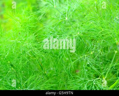 Aneto fresco rami dello sfondo. Giovani verde aneto in giardino closeup. Foto Stock