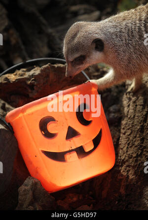 Meerkats Halloween Foto Stock