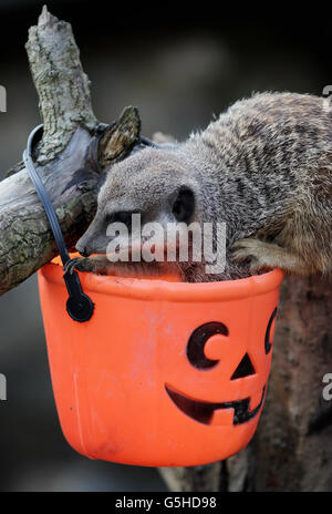 Meerkats Halloween Foto Stock