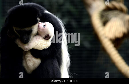 Nuovo baby Colobus Monkey presso lo Zoo di Londra Foto Stock