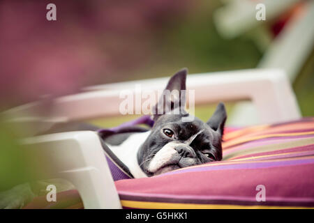 Ritratto di un Boston Terrier rilassante sulla sedia da giardino esterno in estate Foto Stock