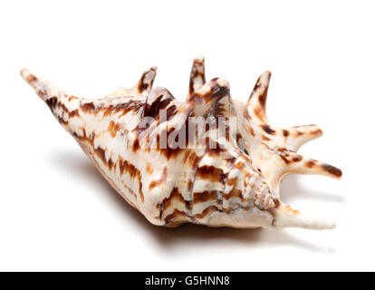 Strombidi tiger shell isolata su sfondo bianco Foto Stock