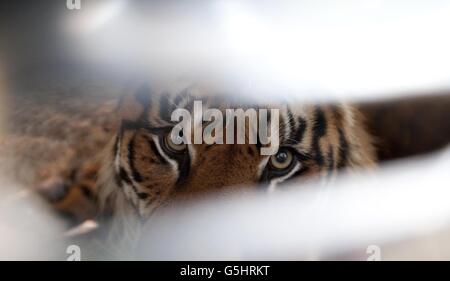 Trasporto di Tiger Foto Stock