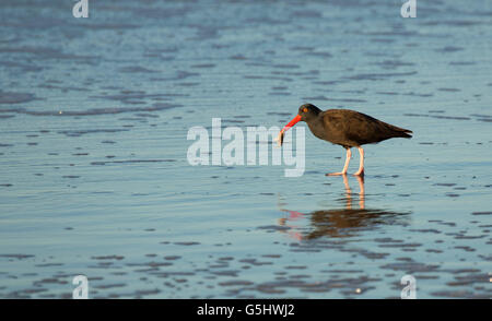 Nero (oystercatcher Haematopus bachmani) , Oregon Island National Wildlife Refuge-Coquille Point Unit, Bandon, Oregon Foto Stock