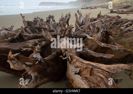 Elk River spiaggia radici, Cape Blanco parco statale, Oregon Foto Stock