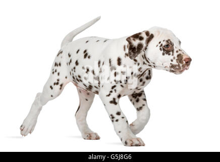 Cucciolo dalmata in esecuzione davanti a uno sfondo bianco Foto Stock