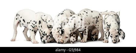 Gruppo di cuccioli dalmata mangiare davanti a uno sfondo bianco Foto Stock