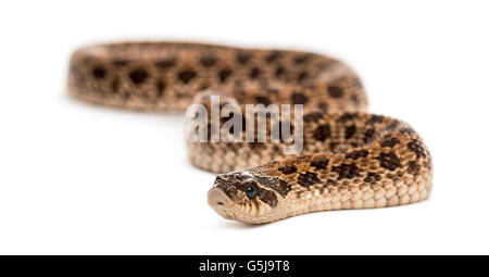 Western hog-serpente dal naso, Heterodon nasicus contro uno sfondo bianco Foto Stock