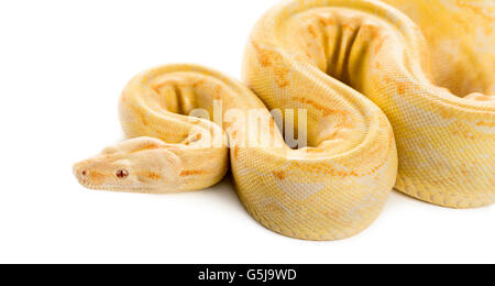 Albino royal python davanti a uno sfondo bianco Foto Stock