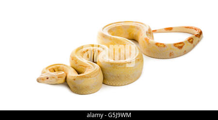 Albino royal python davanti a uno sfondo bianco Foto Stock