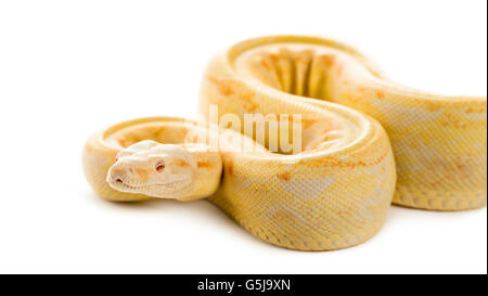 Albino royal python davanti a uno sfondo bianco Foto Stock