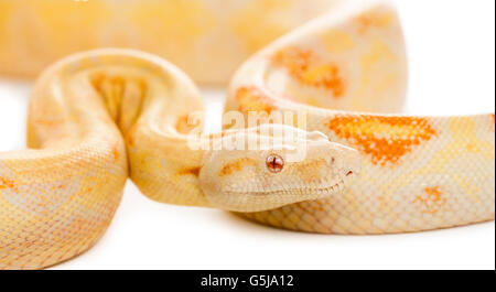 Close-up di un albino royal python davanti a uno sfondo bianco Foto Stock