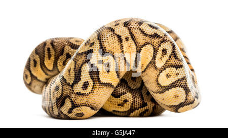Royal python python regius, laminati di fronte a uno sfondo bianco Foto Stock
