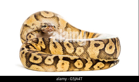 Royal python python regius, laminati di fronte a uno sfondo bianco Foto Stock