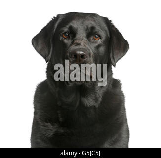 Close-up di un Labrador davanti a uno sfondo bianco Foto Stock