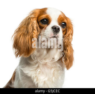 Close-up di un Cavalier King Charles Spaniel davanti a uno sfondo bianco Foto Stock