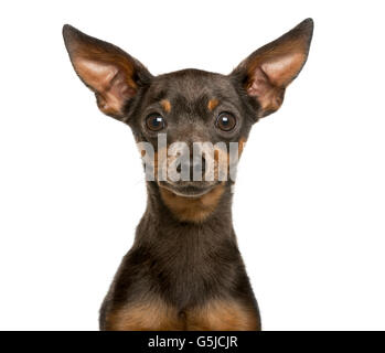 Close-up di un Pinscher in miniatura di fronte a uno sfondo bianco Foto Stock