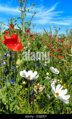 Prato estivo con fiori selvatici Foto Stock