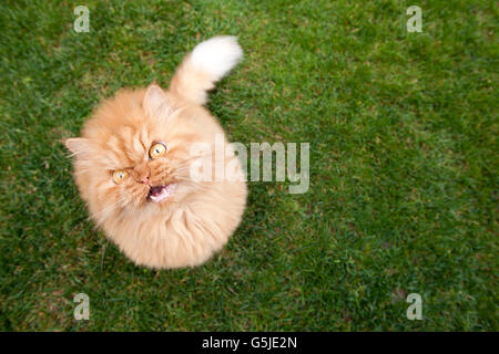 Angolo di Alta Vista del gatto persiano meowing Foto Stock