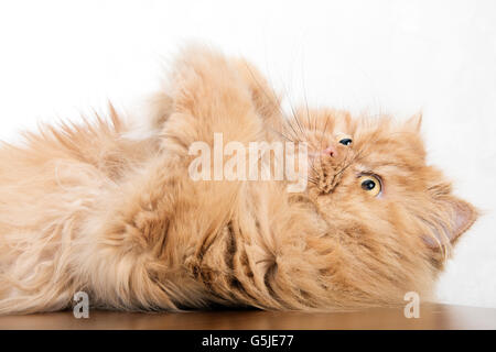 Gatto persiano giacente sul retro Foto Stock