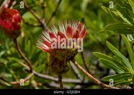 Protea fiori, South African piante fiorite, sugarbushes Foto Stock